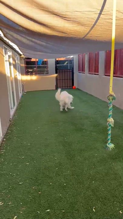 Enlarge Calvin, a ADOPTABLE Great Pyrenees in Phoenix, AZ video 5/6