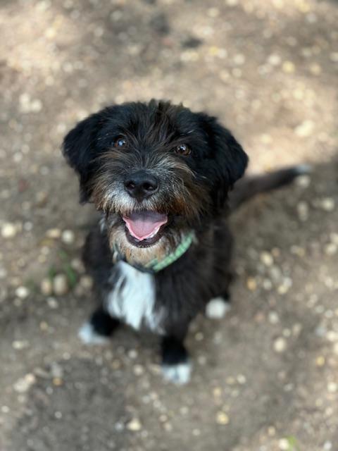 Shilah, Adoptable, Young Female Wirehaired Terrier.