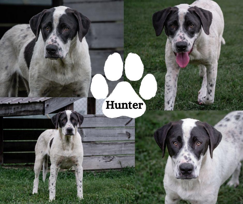 Hunter, ADOPTABLE, Young Male Mixed Breed.