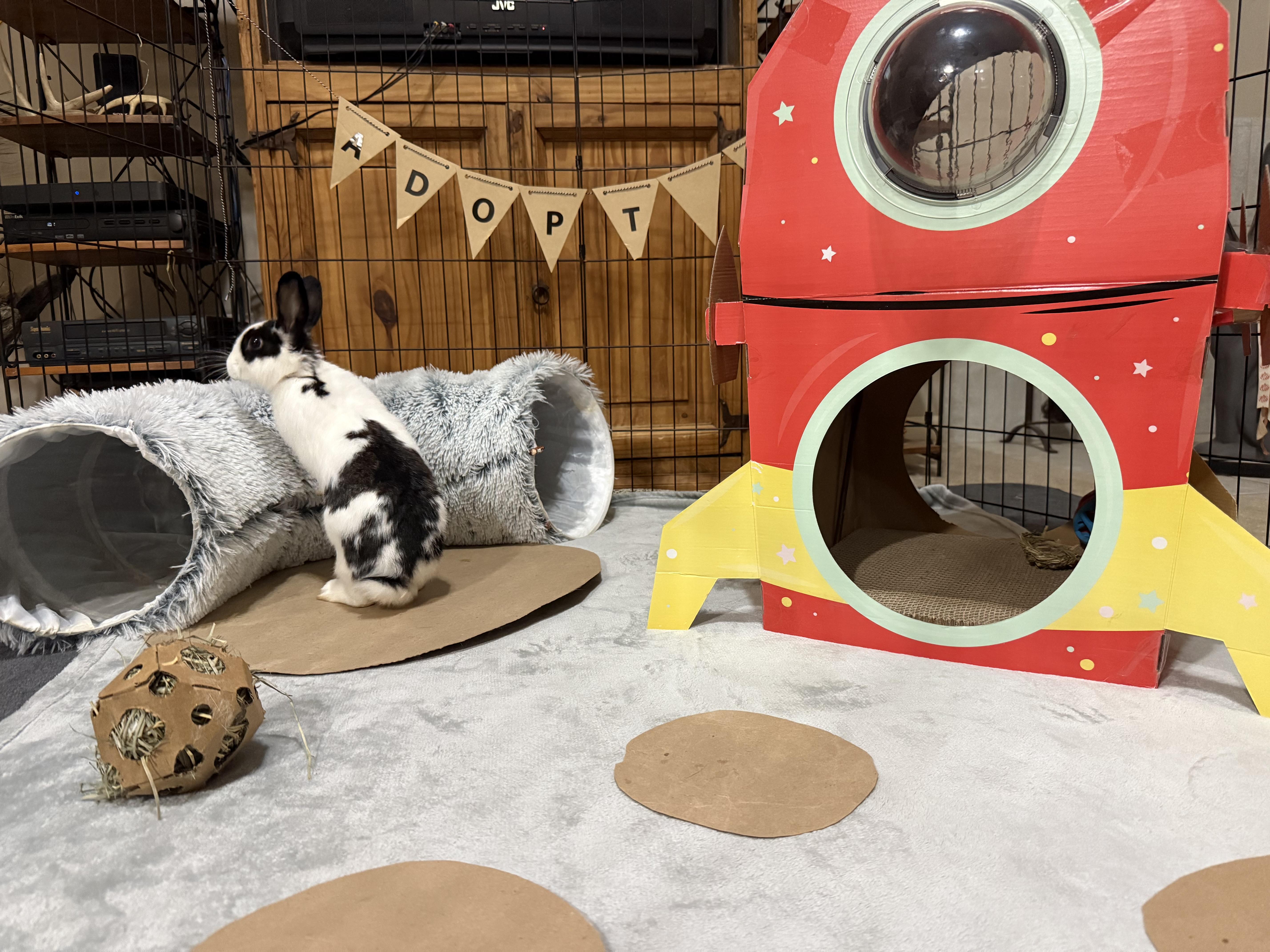 Enlarge Blossom, a Adoptable mixed breed in Little Rock, AR image 1/5