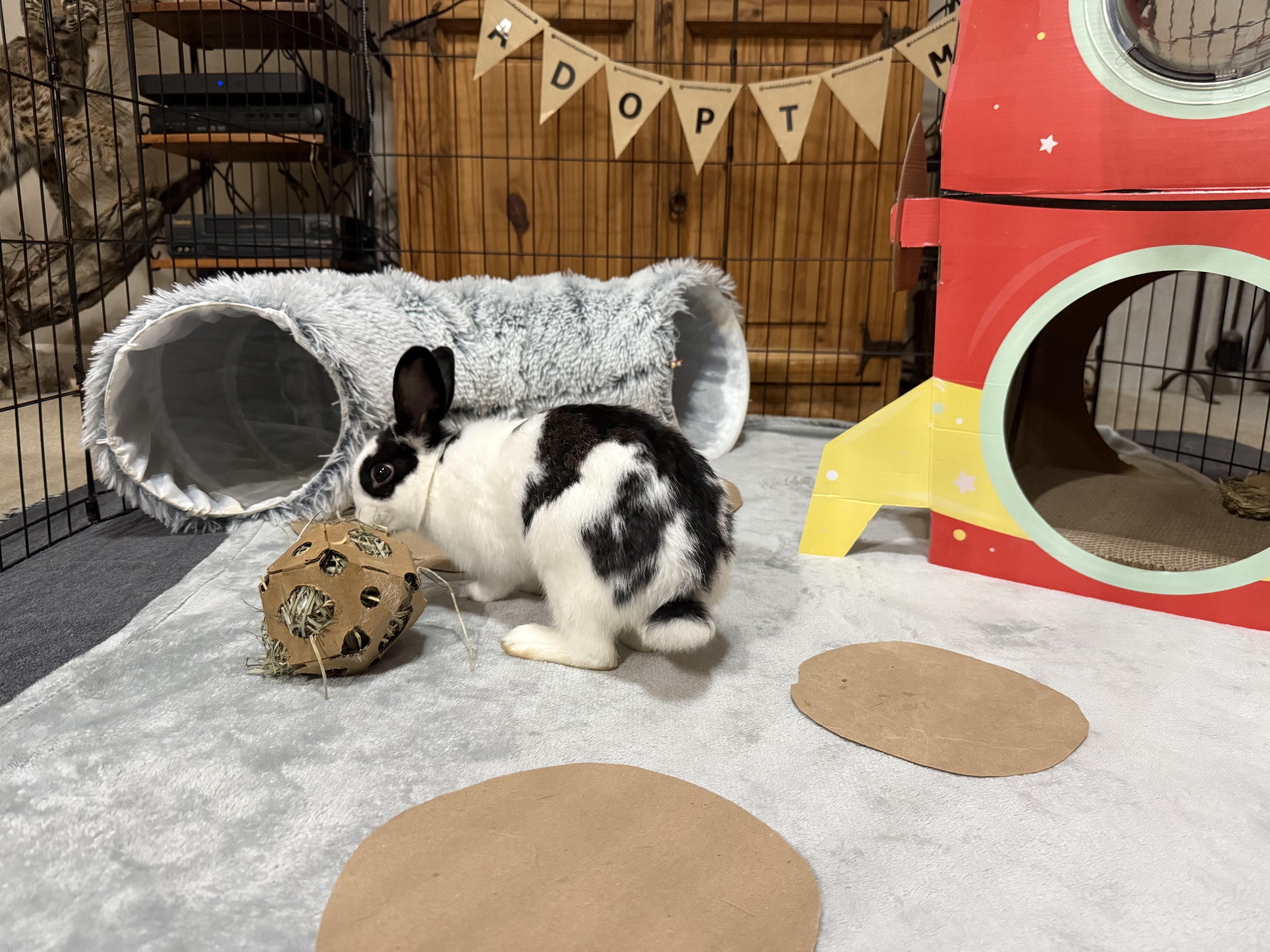 Enlarge Blossom, a Adoptable mixed breed in Little Rock, AR image 2/5