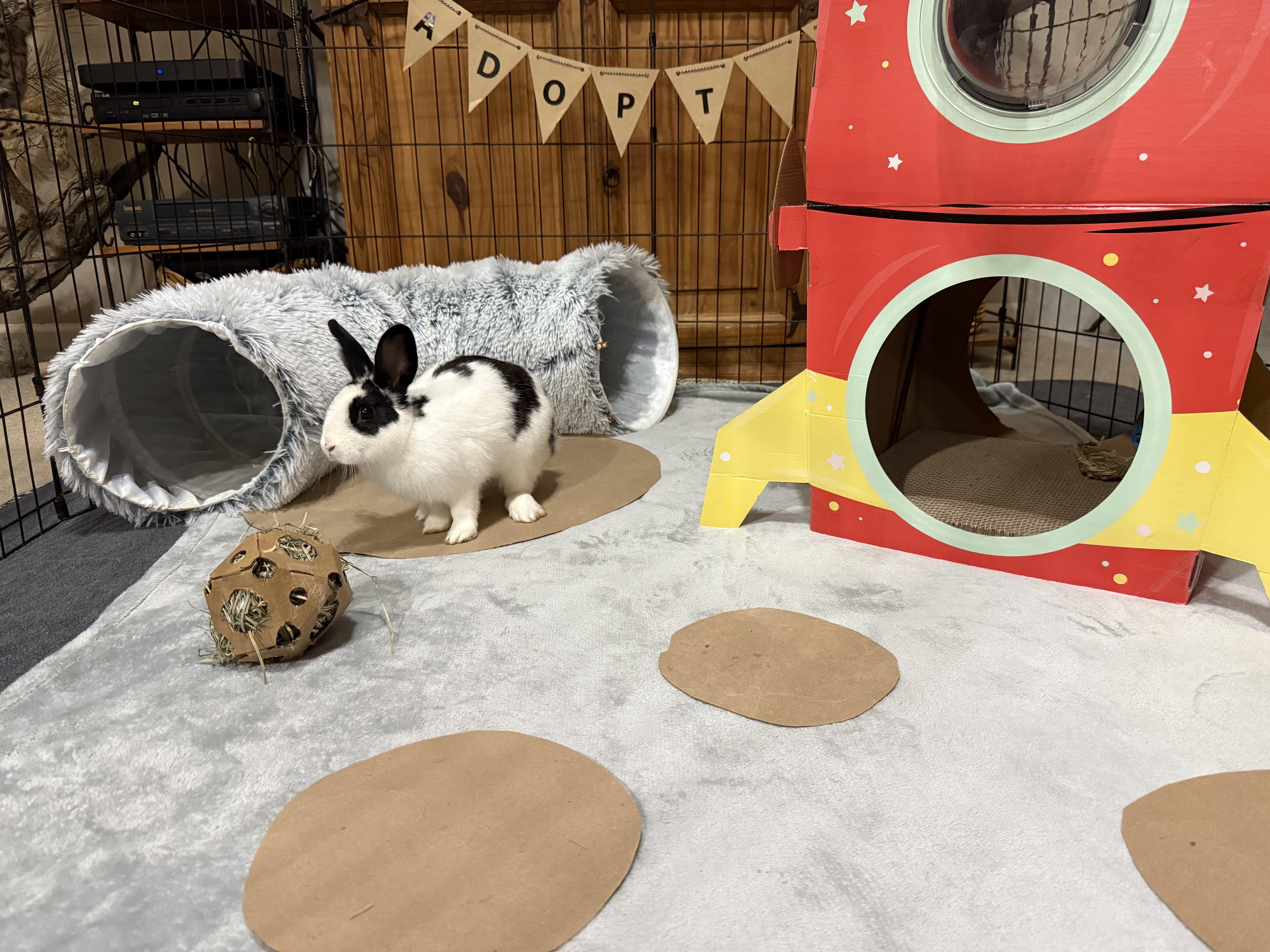 Enlarge Blossom, a Adoptable mixed breed in Little Rock, AR image 3/5