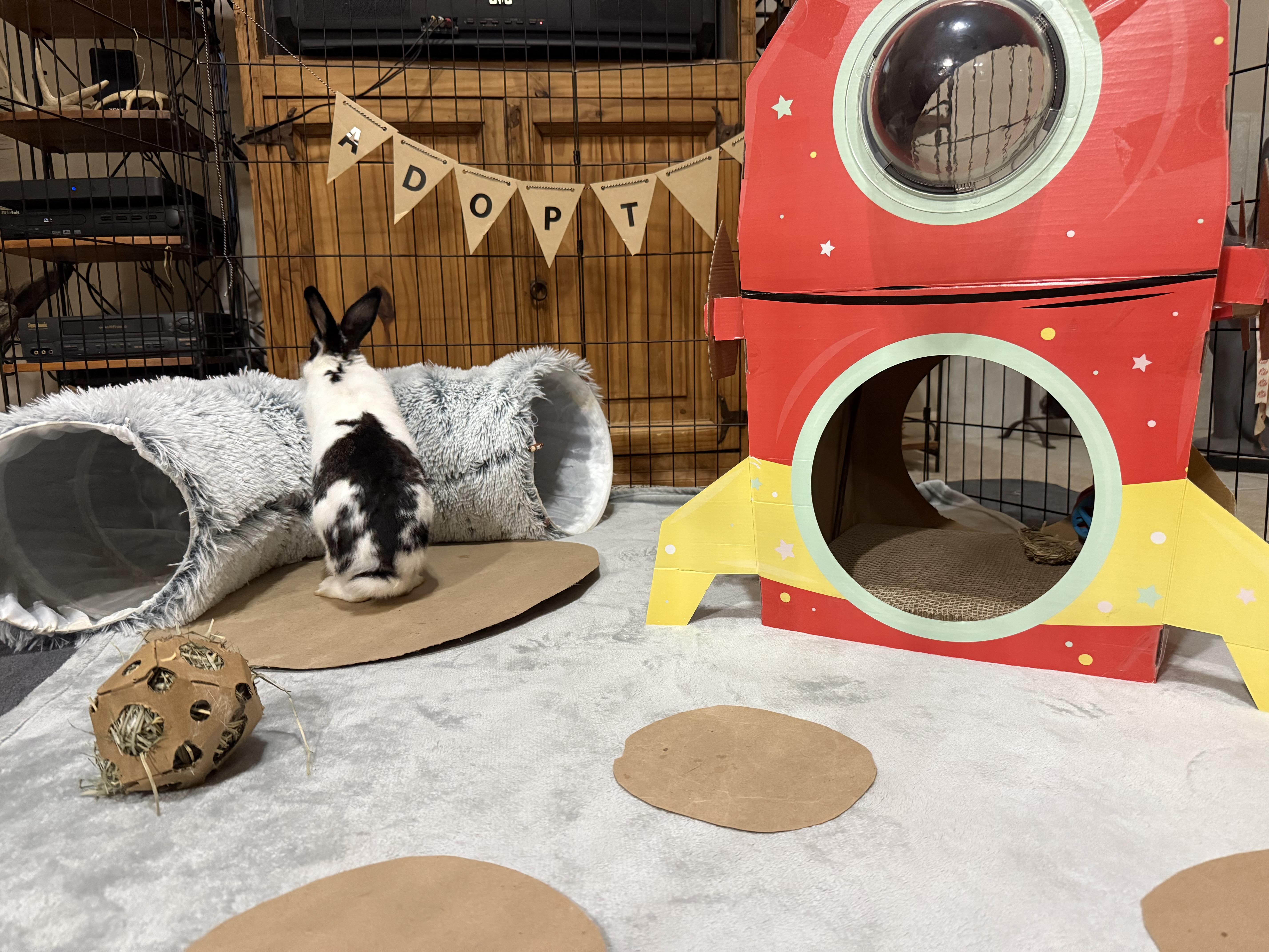 Enlarge Blossom, a Adoptable mixed breed in Little Rock, AR image 4/5