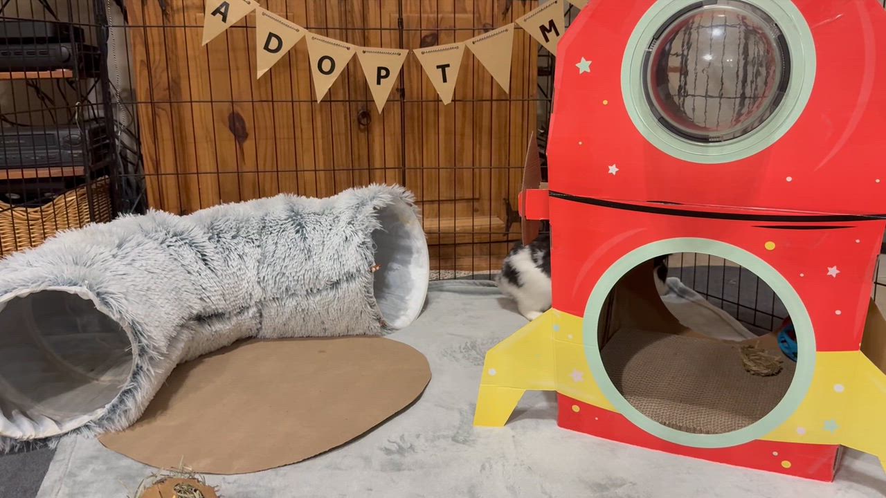 Enlarge Blossom, a Adoptable mixed breed in Little Rock, AR video 5/5