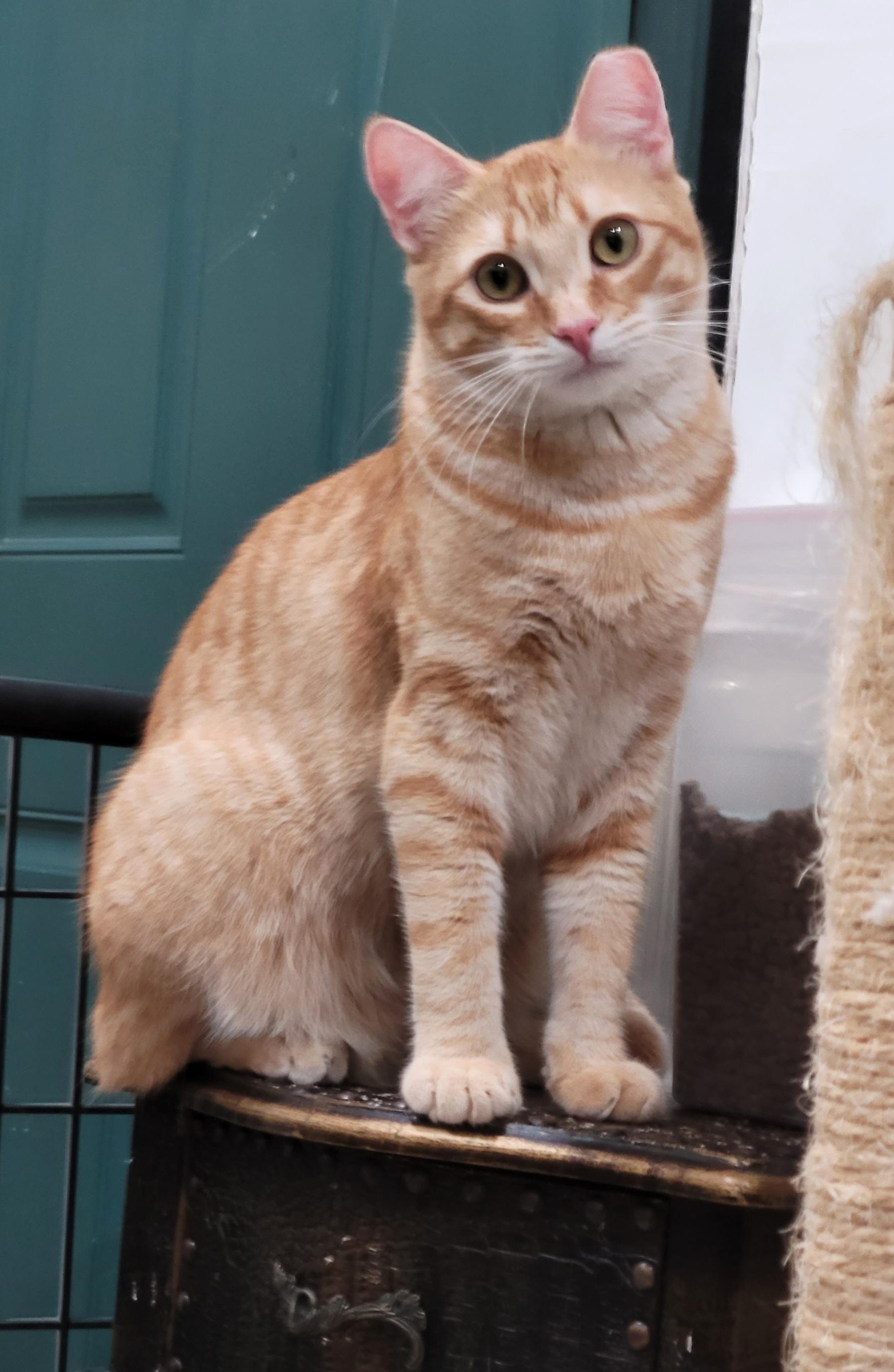 Chi-Chi, Adoptable, Young Male Domestic Short Hair & Tabby.