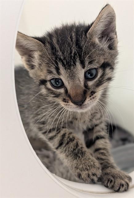 MISO - ADOPTION PENDING, Adoptable, Young Male Domestic Short Hair.