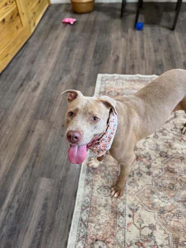 May with the Pretty Pittie Smile