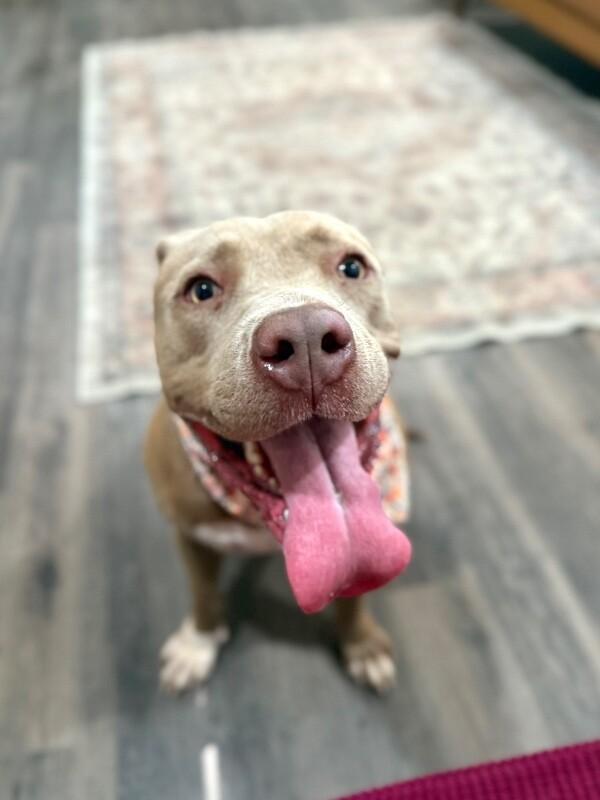 May with the Pretty Pittie Smile — thumbnail 3