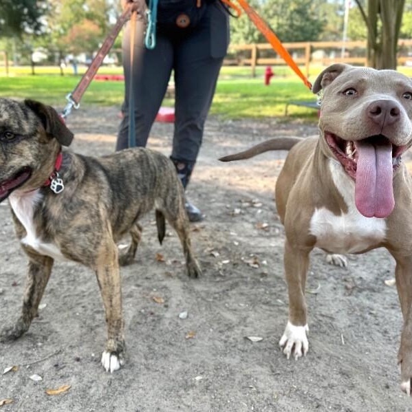 May with the Pretty Pittie Smile — thumbnail 4