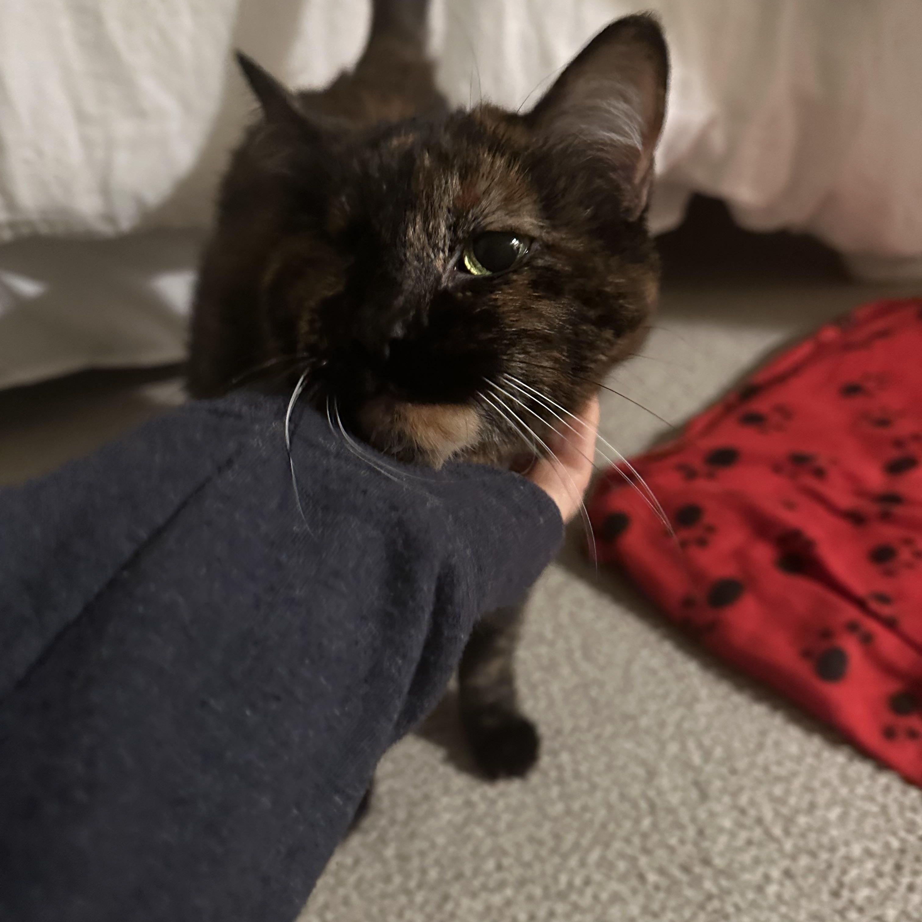 Enlarge Tina, a Adoptable Domestic Short Hair in Nashville, TN image 1/3