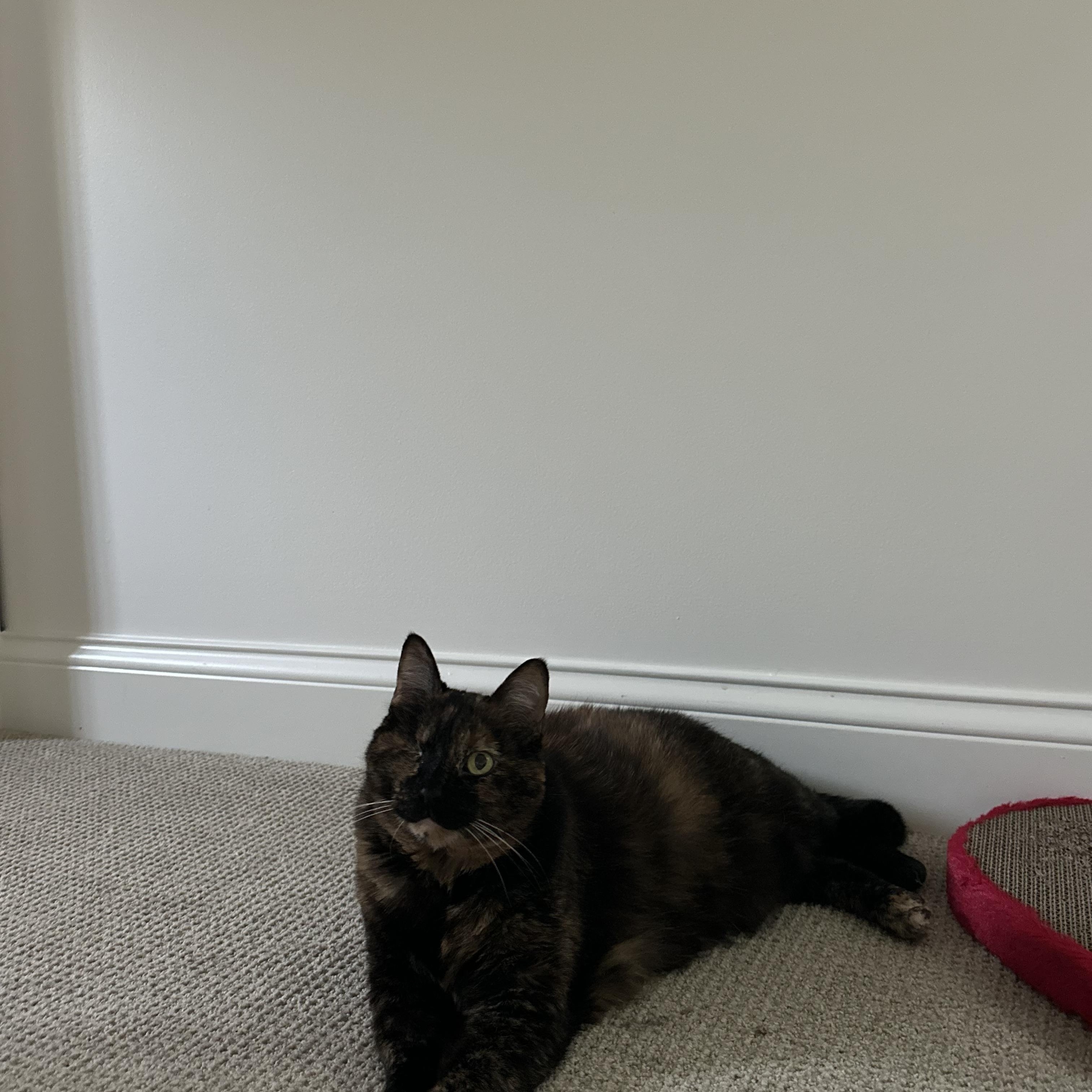 Enlarge Tina, a Adoptable Domestic Short Hair in Nashville, TN image 3/3