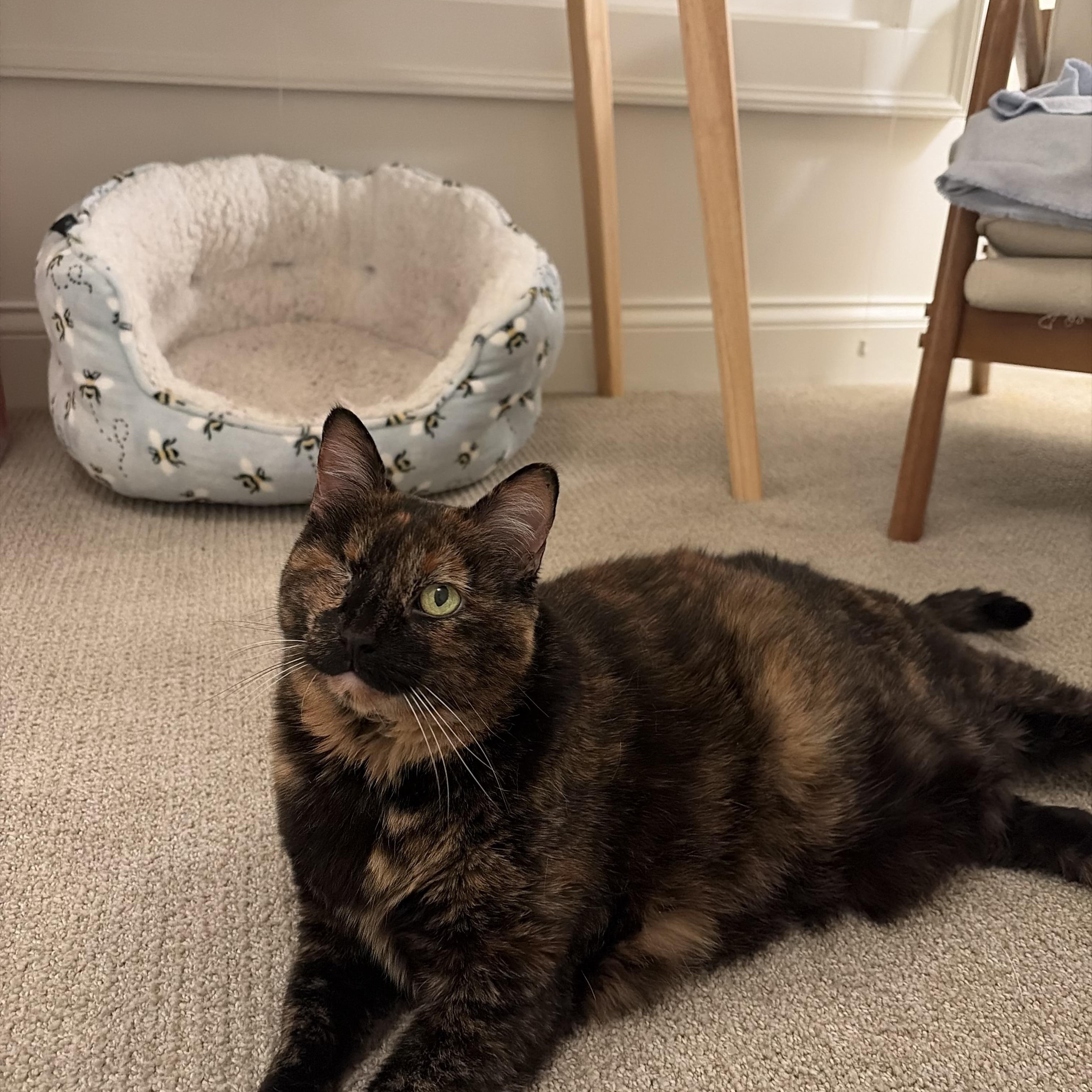 Enlarge Tina, a Adoptable Domestic Short Hair in Nashville, TN image 2/4