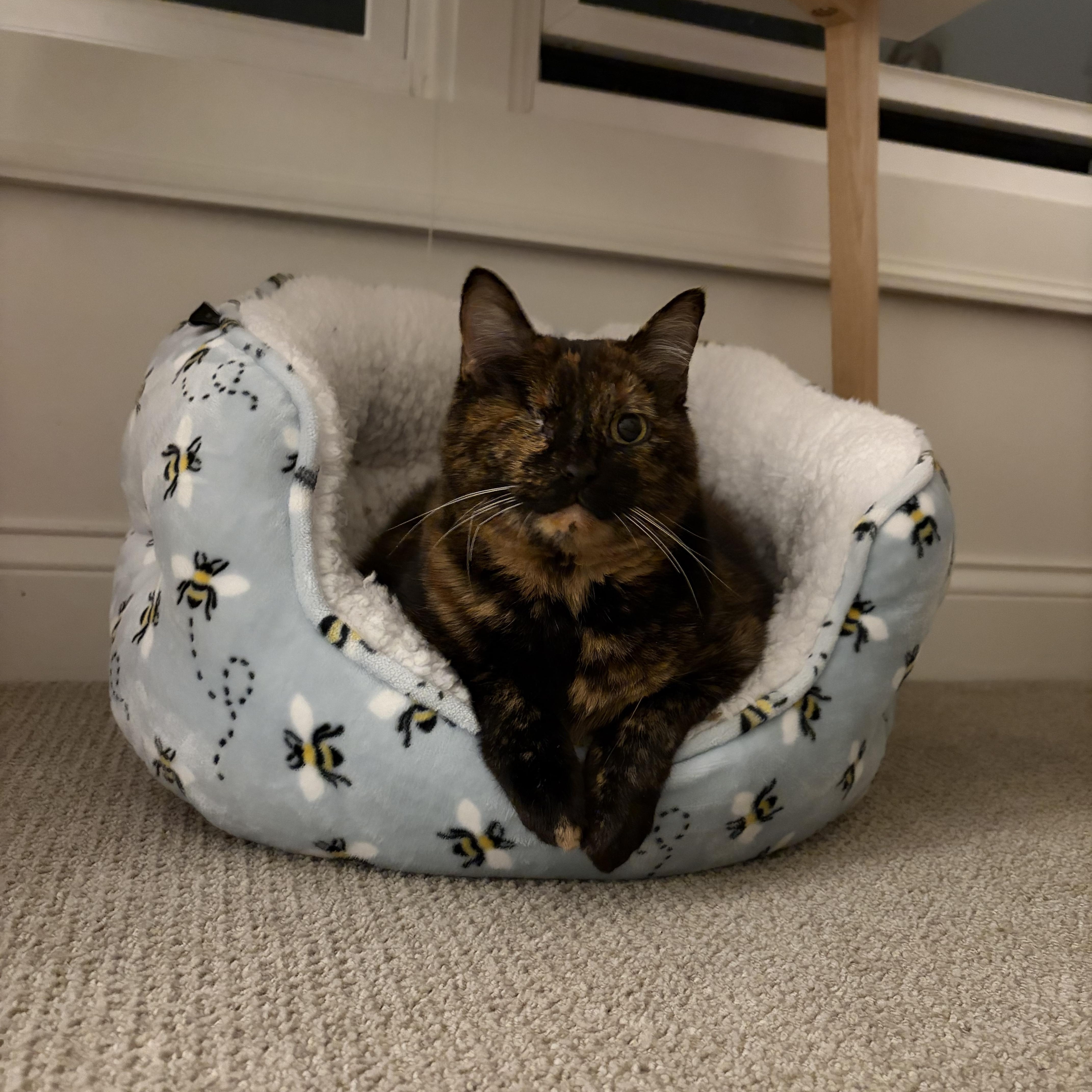 Enlarge Tina, a Adoptable Domestic Short Hair in Nashville, TN image 1/4