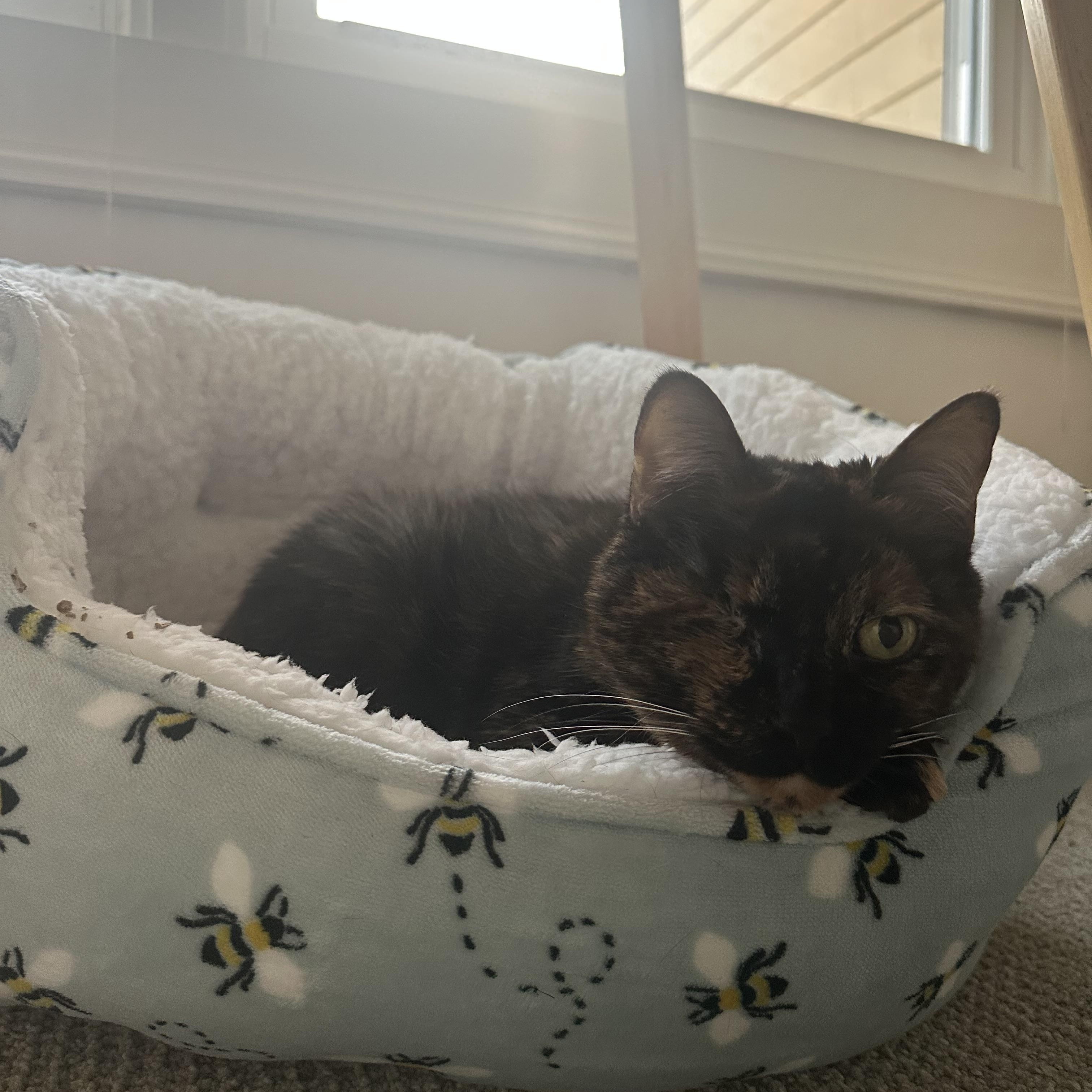 Enlarge Tina, a Adoptable Domestic Short Hair in Nashville, TN image 2/3