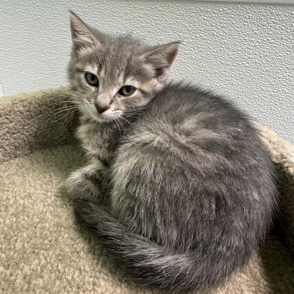 Enlarge Daffodils, a Adoptable Domestic Short Hair in Shinnston, WV image 1/1