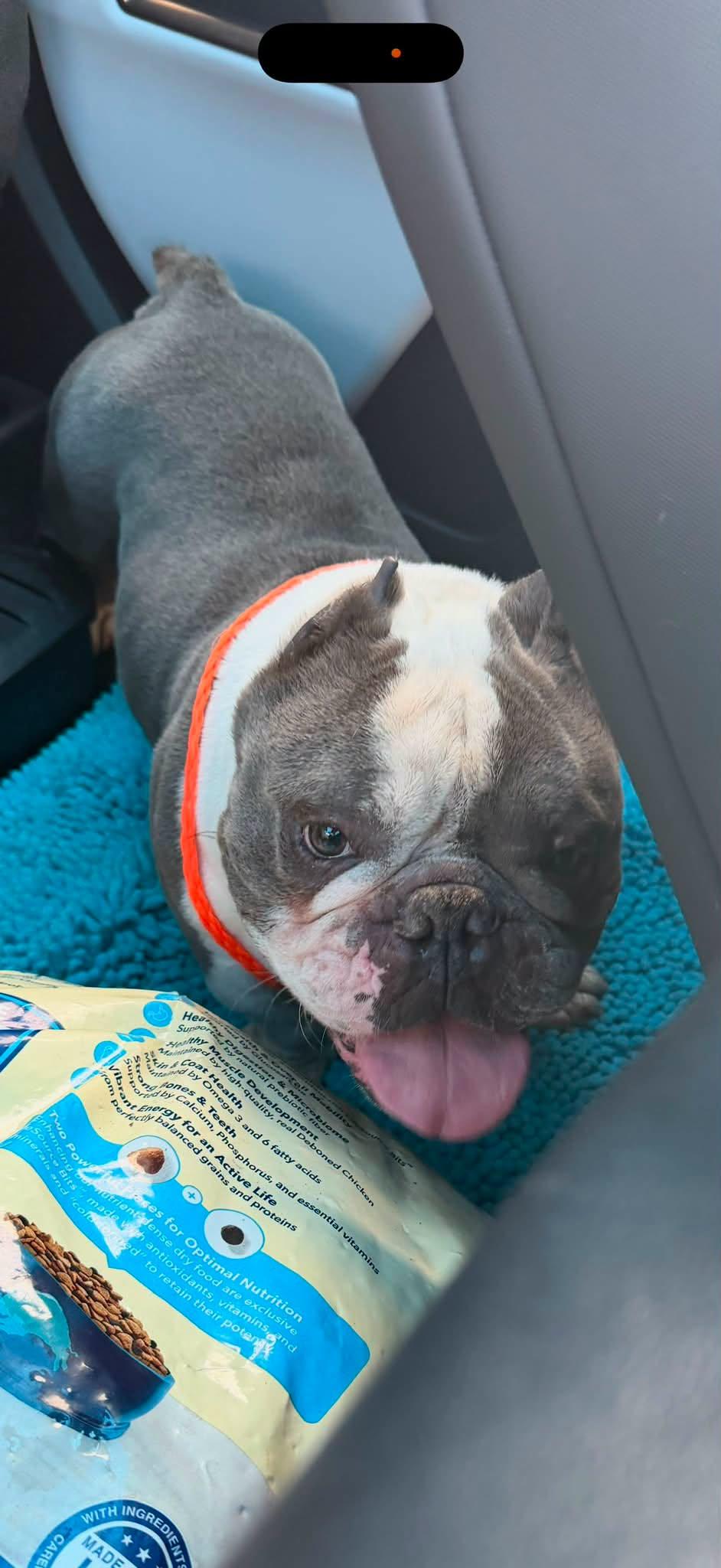 Danny Devito, Adoptable, Young Male English Bulldog & French Bulldog.