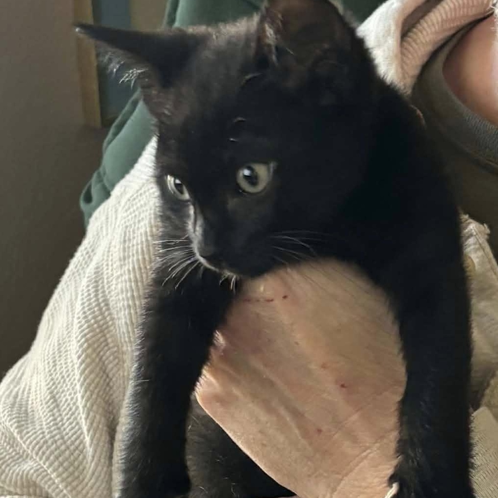 Enlarge Rocket, a ADOPTABLE Domestic Short Hair in Tracy, CA image 1/2