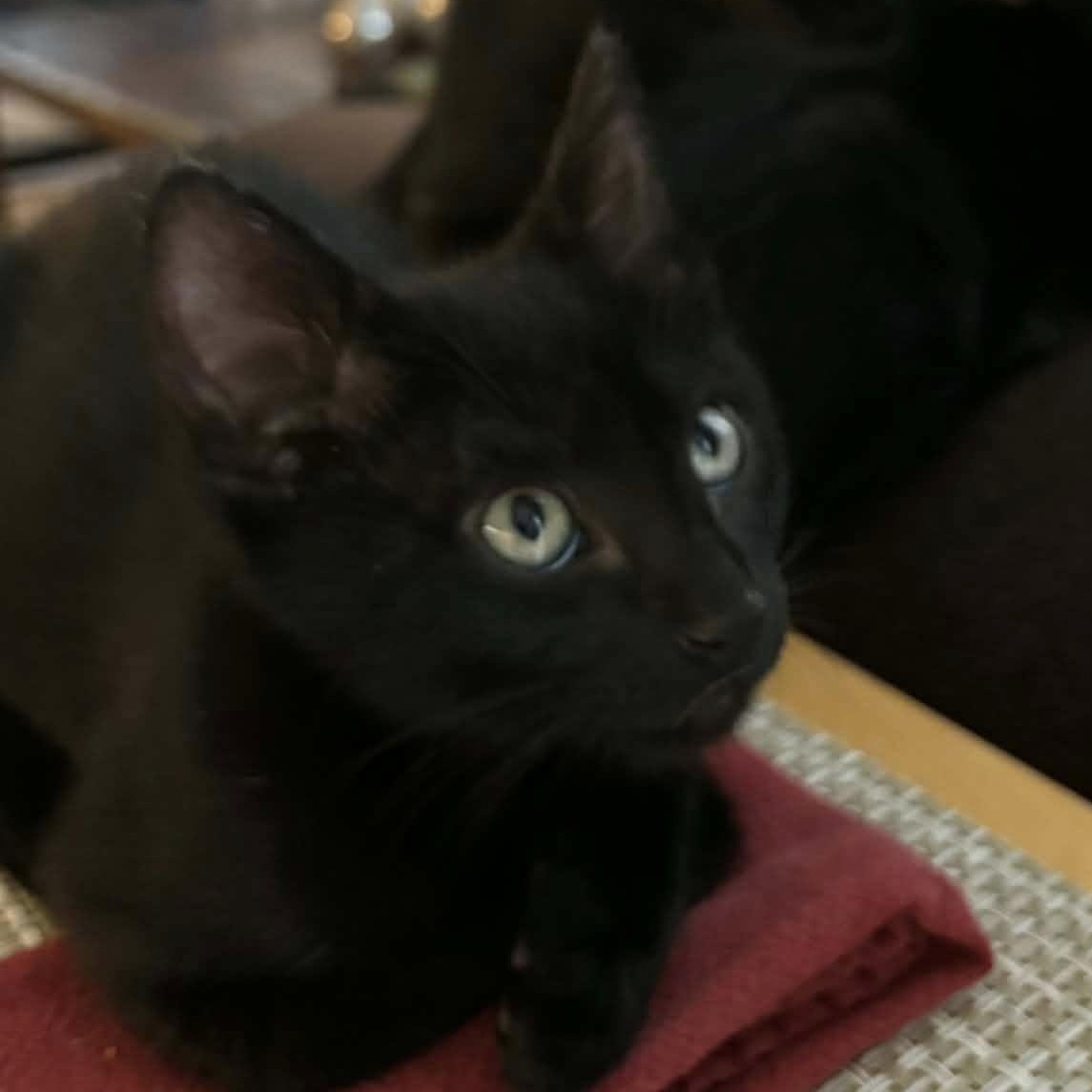 Enlarge Rocket, a ADOPTABLE Domestic Short Hair in Tracy, CA image 2/2