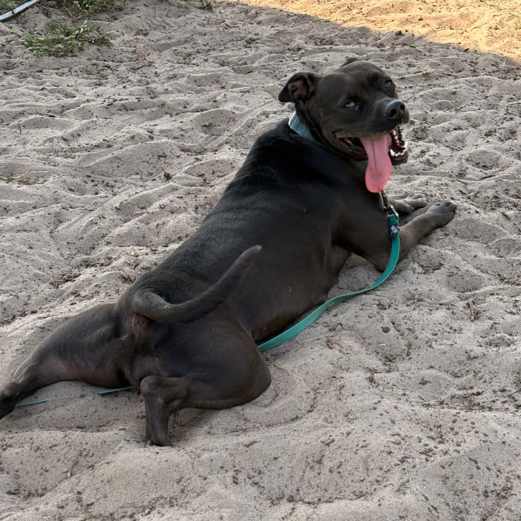 Pepper, Adoptable, Adult Female Pit Bull Terrier.