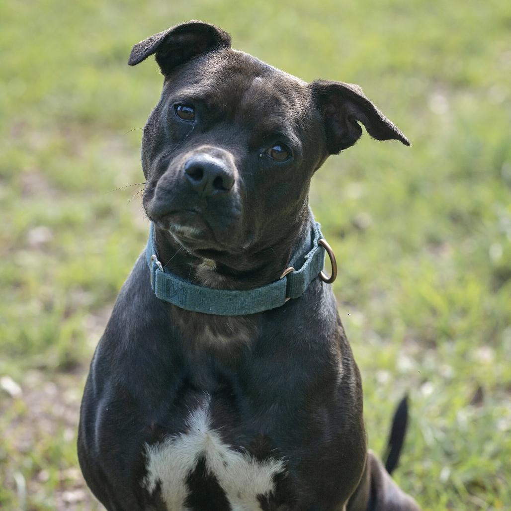 Enlarge Pepper, a Adoptable Pit Bull Terrier in Lake Panasoffkee, FL image 2/6