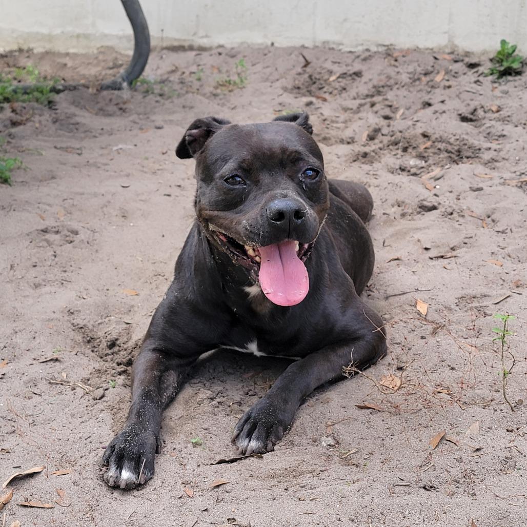 Enlarge Pepper, a Adoptable Pit Bull Terrier in Lake Panasoffkee, FL image 3/6