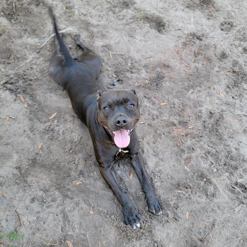 Enlarge Pepper, a Adoptable Pit Bull Terrier in Lake Panasoffkee, FL image 4/6