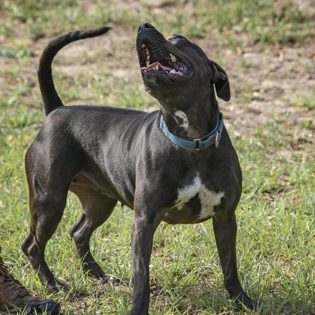 Enlarge Pepper, a Adoptable Pit Bull Terrier in Lake Panasoffkee, FL image 5/6