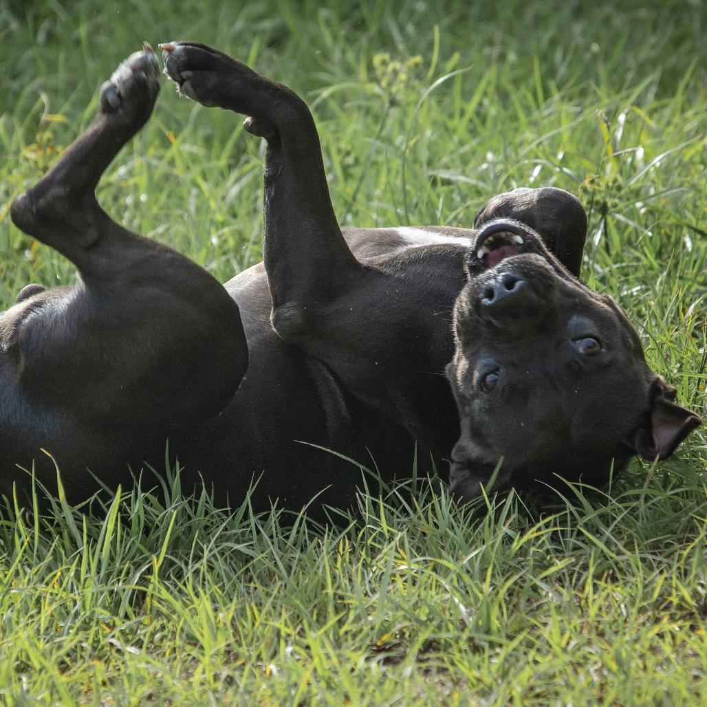 Enlarge Pepper, a Adoptable Pit Bull Terrier in Lake Panasoffkee, FL image 4/6