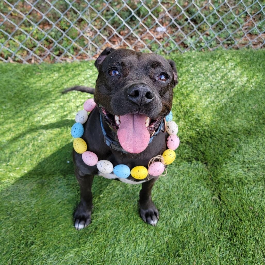 Enlarge Pepper, a Adoptable Pit Bull Terrier in Lake Panasoffkee, FL image 6/6