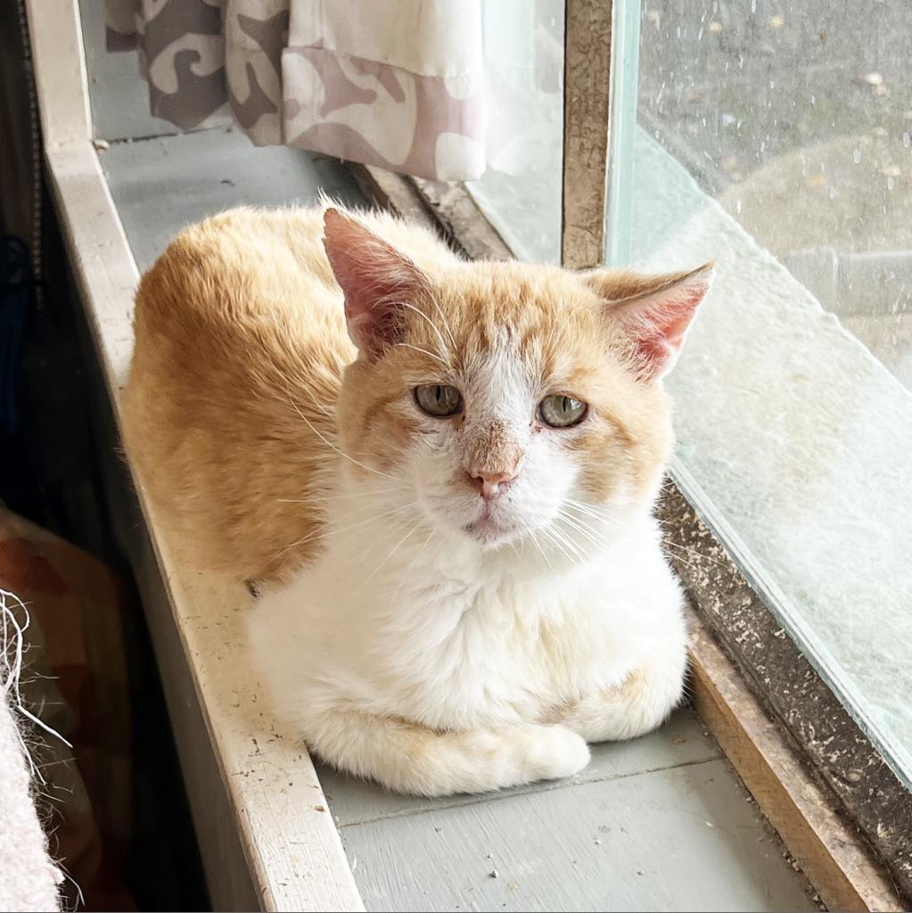 Tipper, a Adoptable Domestic Short Hair in Mount Juliet, TN image 2/5