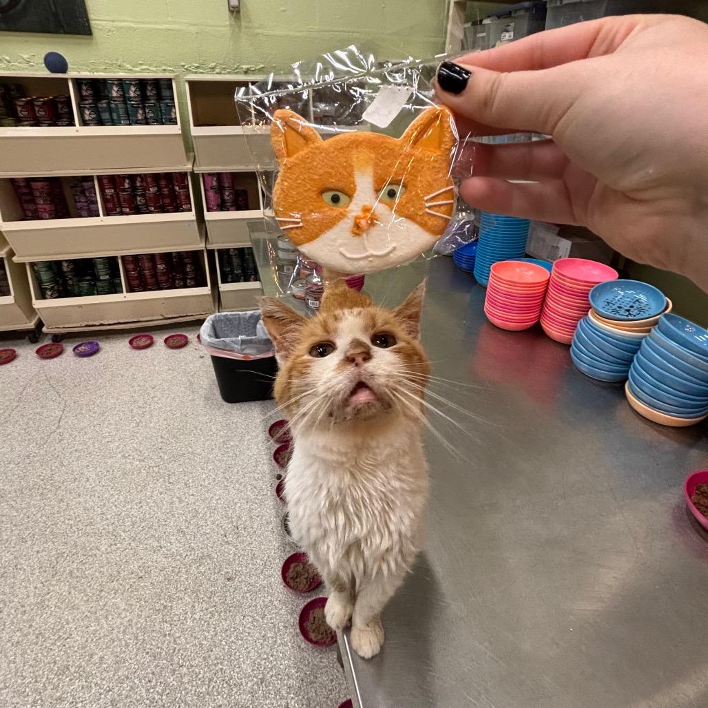 Enlarge Tipper, a Adoptable Domestic Short Hair in Mount Juliet, TN image 1/5