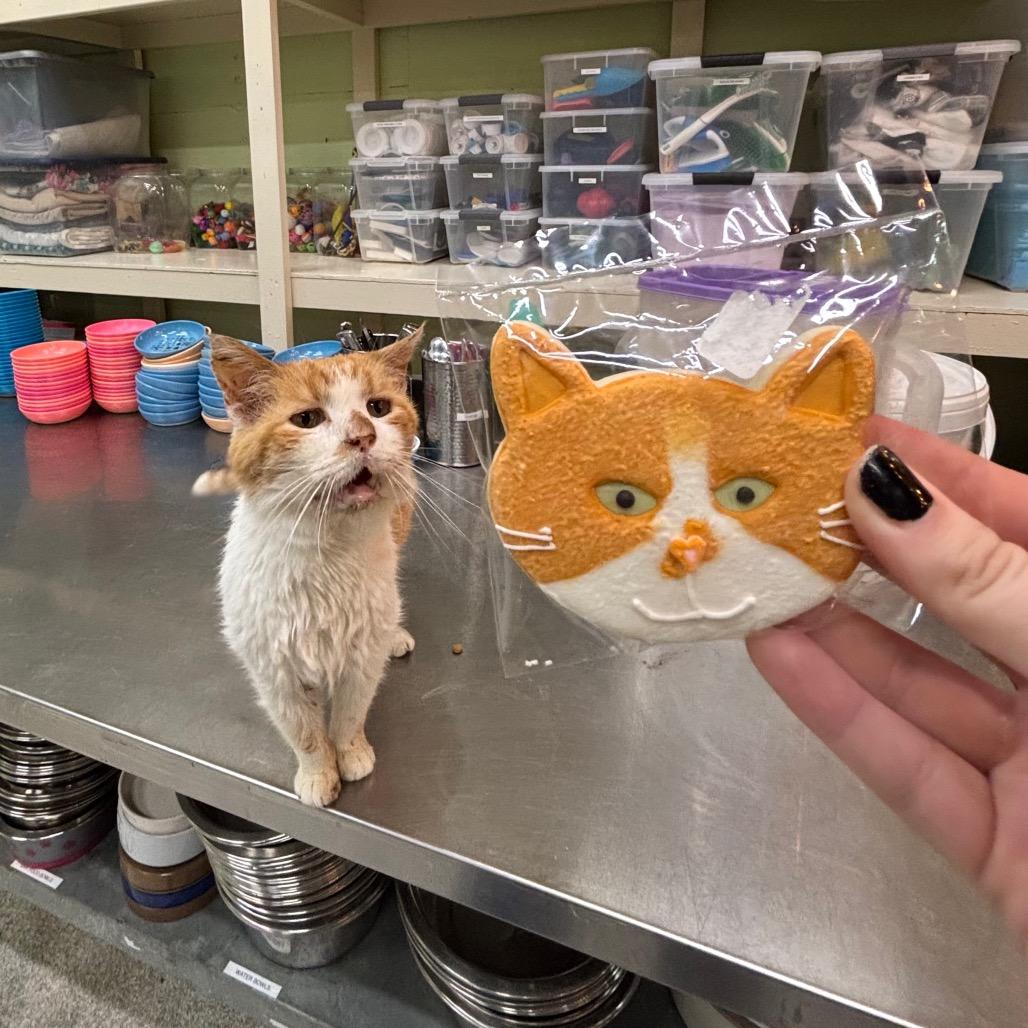 Enlarge Tipper, a Adoptable Domestic Short Hair in Mount Juliet, TN image 2/5