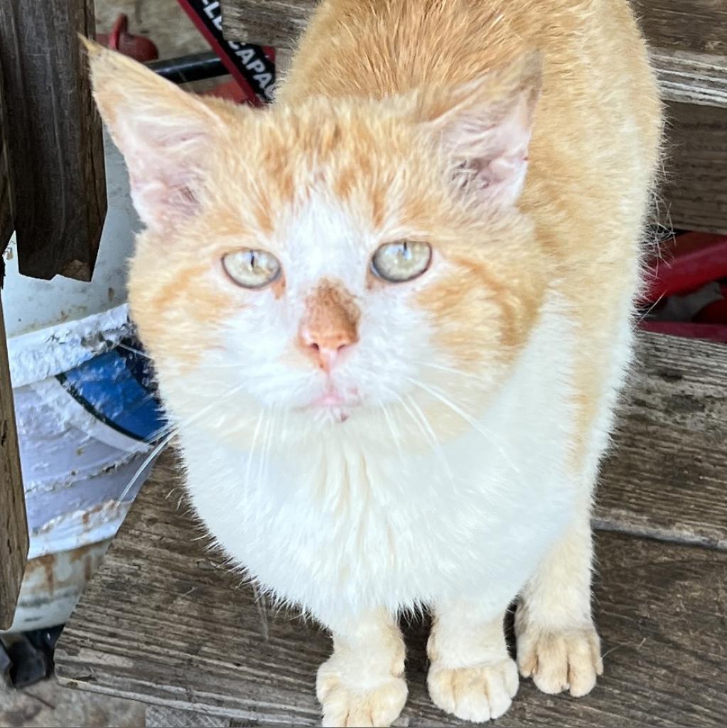 Enlarge Tipper, a Adoptable Domestic Short Hair in Mount Juliet, TN image 3/5