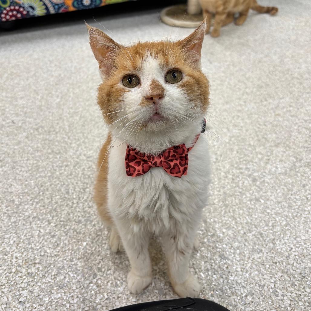 Enlarge Tipper, a Adoptable Domestic Short Hair in Mount Juliet, TN image 4/5