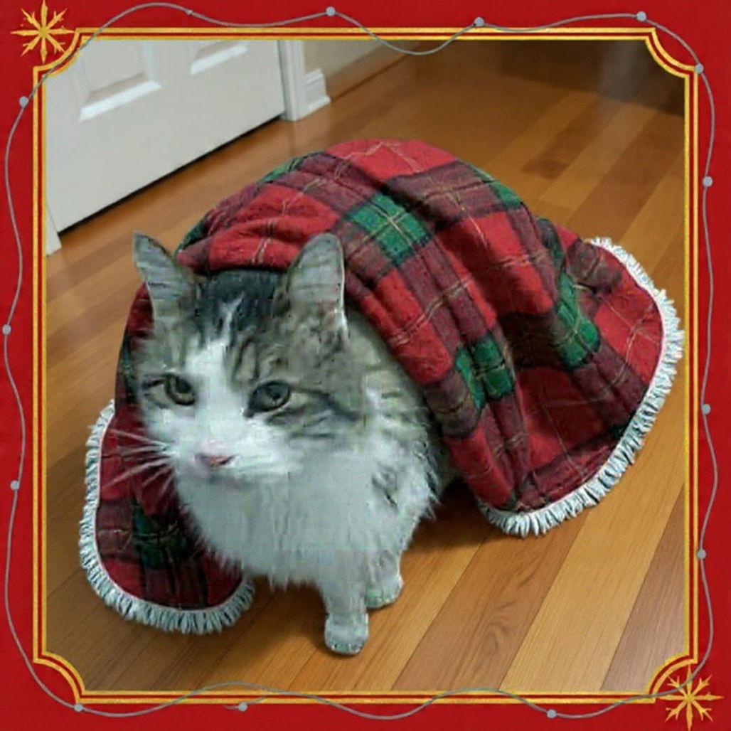 Fluffy, Adoptable, Young Male Domestic Long Hair.