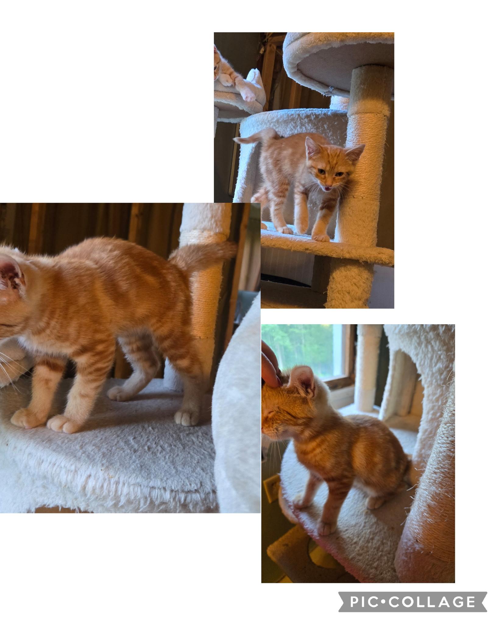 Enlarge Tatiana, a ADOPTABLE Domestic Short Hair in Mansfield, PA image 1/1