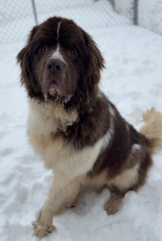 Brutus, Adoptable, Adult Male Newfoundland Dog.
