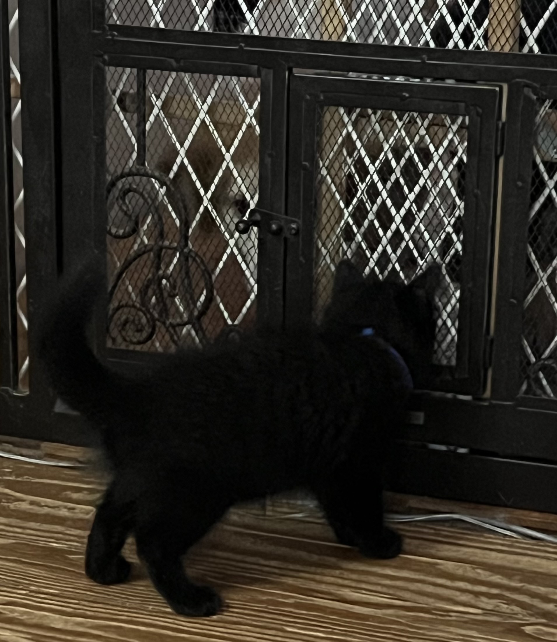 Decker, Adopted, Kitten Male Domestic Long Hair.