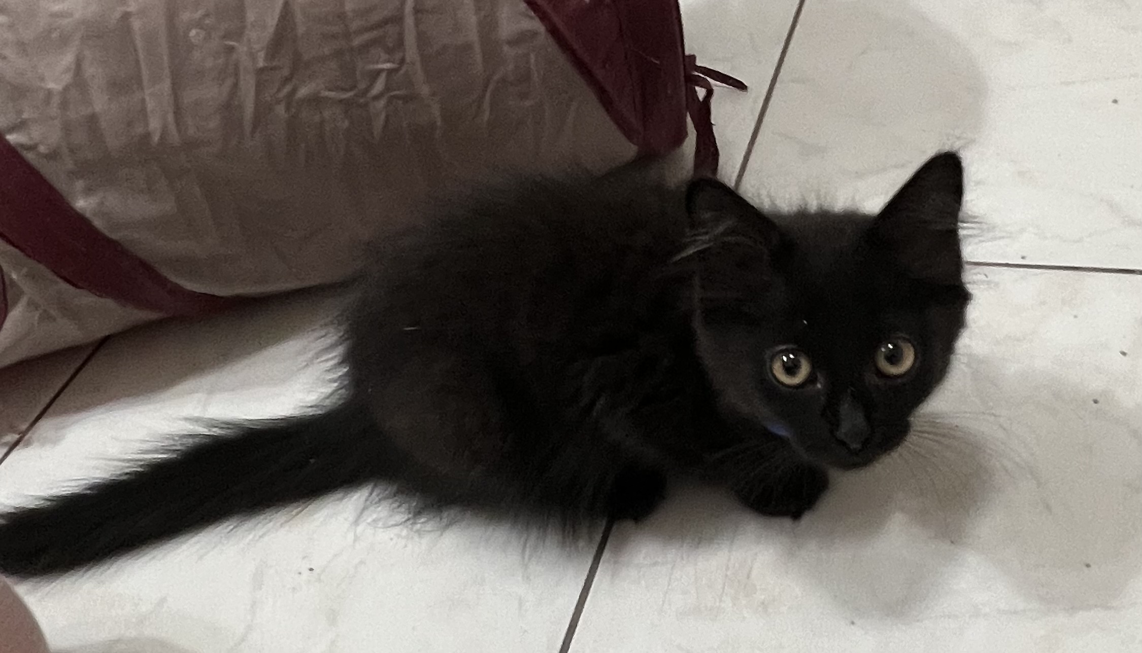 Enlarge Decker, a Adopted Domestic Long Hair in Knoxville, GA image 2/2