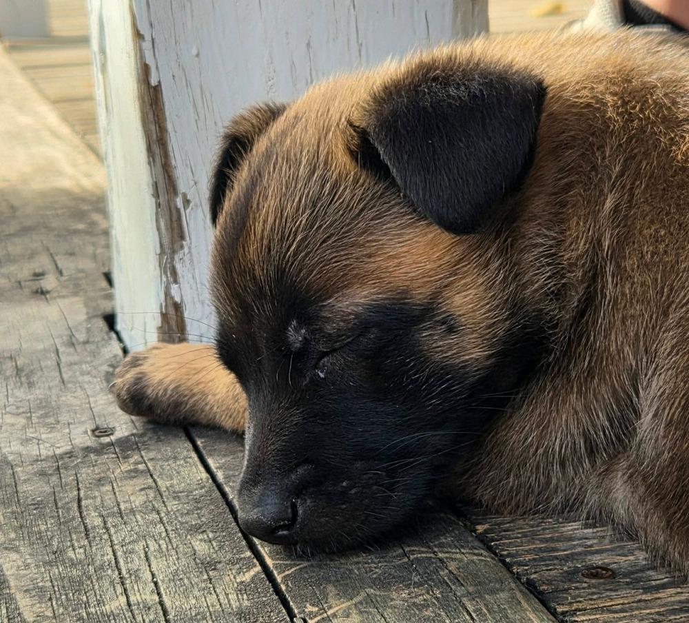 Enlarge Piper, a Adoptable Belgian Shepherd / Malinois in China Township, MI image 6/6