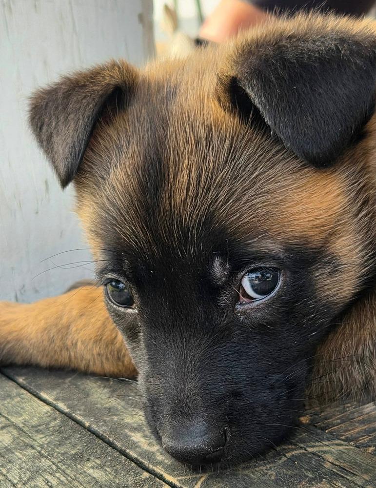 Enlarge Piper, a Adoptable Belgian Shepherd / Malinois in China Township, MI image 3/6