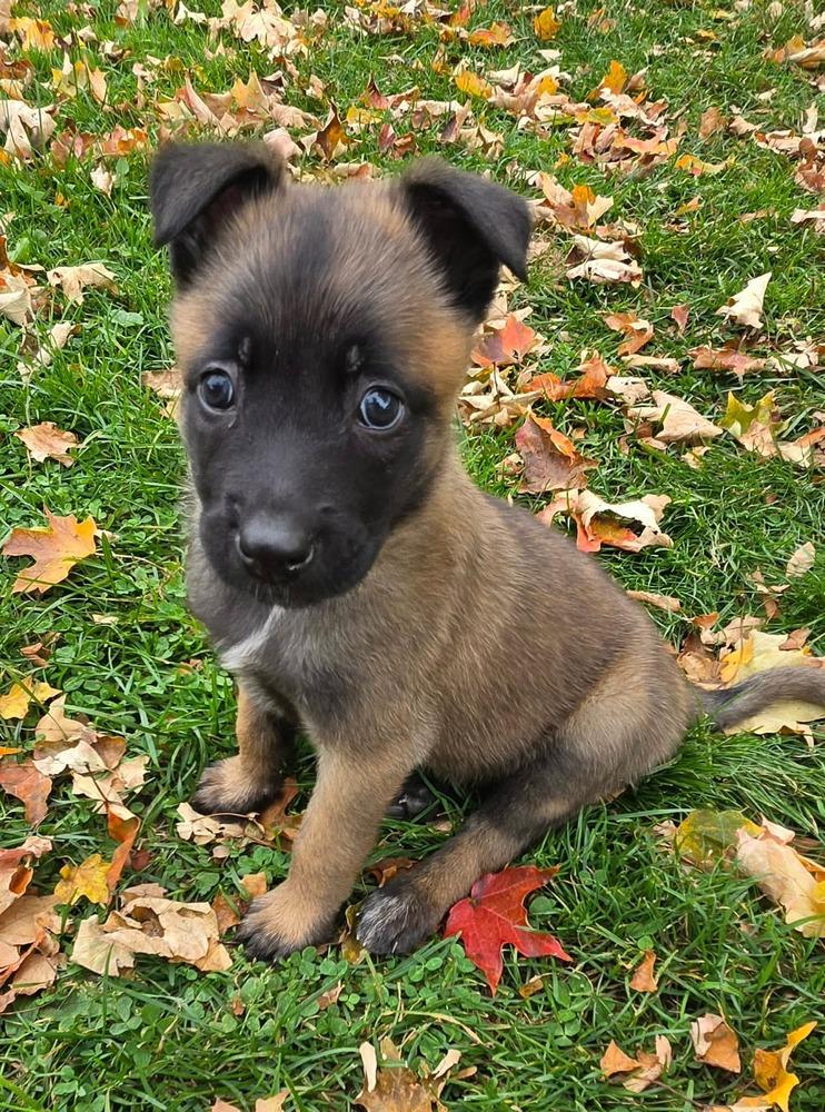 Enlarge Piper, a Adoptable Belgian Shepherd / Malinois in China Township, MI image 1/6
