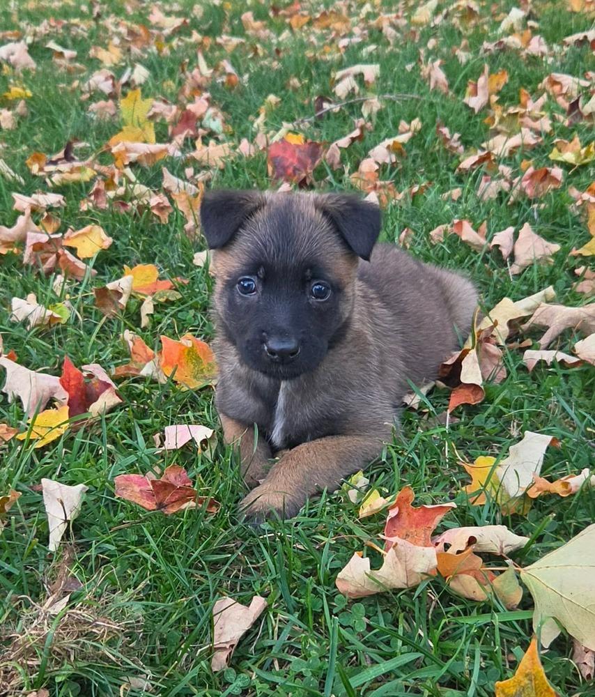 Enlarge Piper, a Adoptable Belgian Shepherd / Malinois in China Township, MI image 4/6