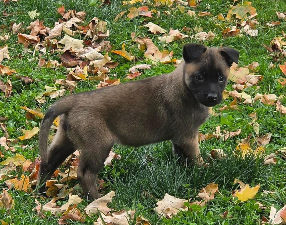 Enlarge Piper, a Adoptable Belgian Shepherd / Malinois in China Township, MI image 2/6