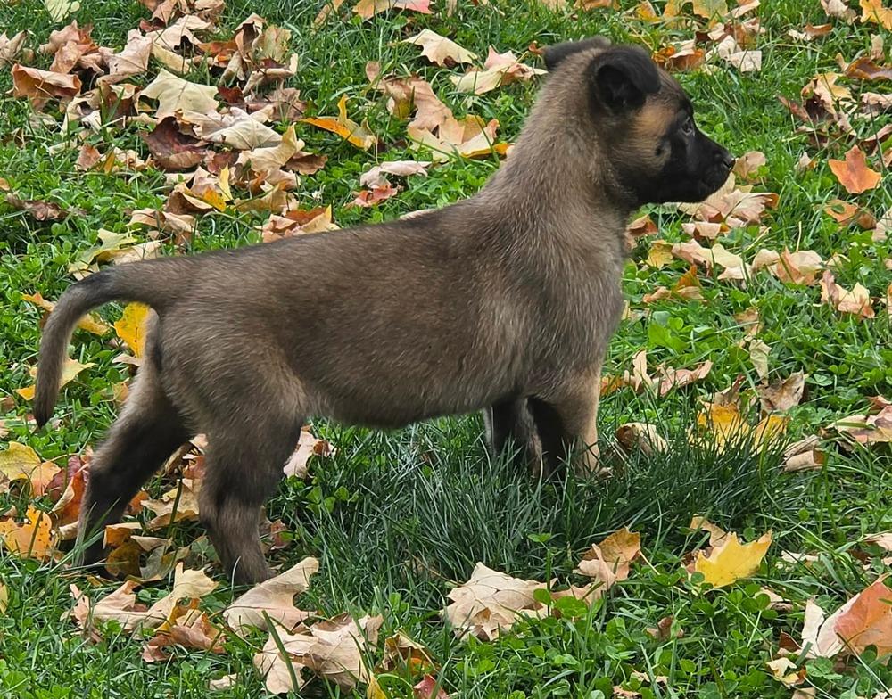 Enlarge Piper, a Adoptable Belgian Shepherd / Malinois in China Township, MI image 5/6