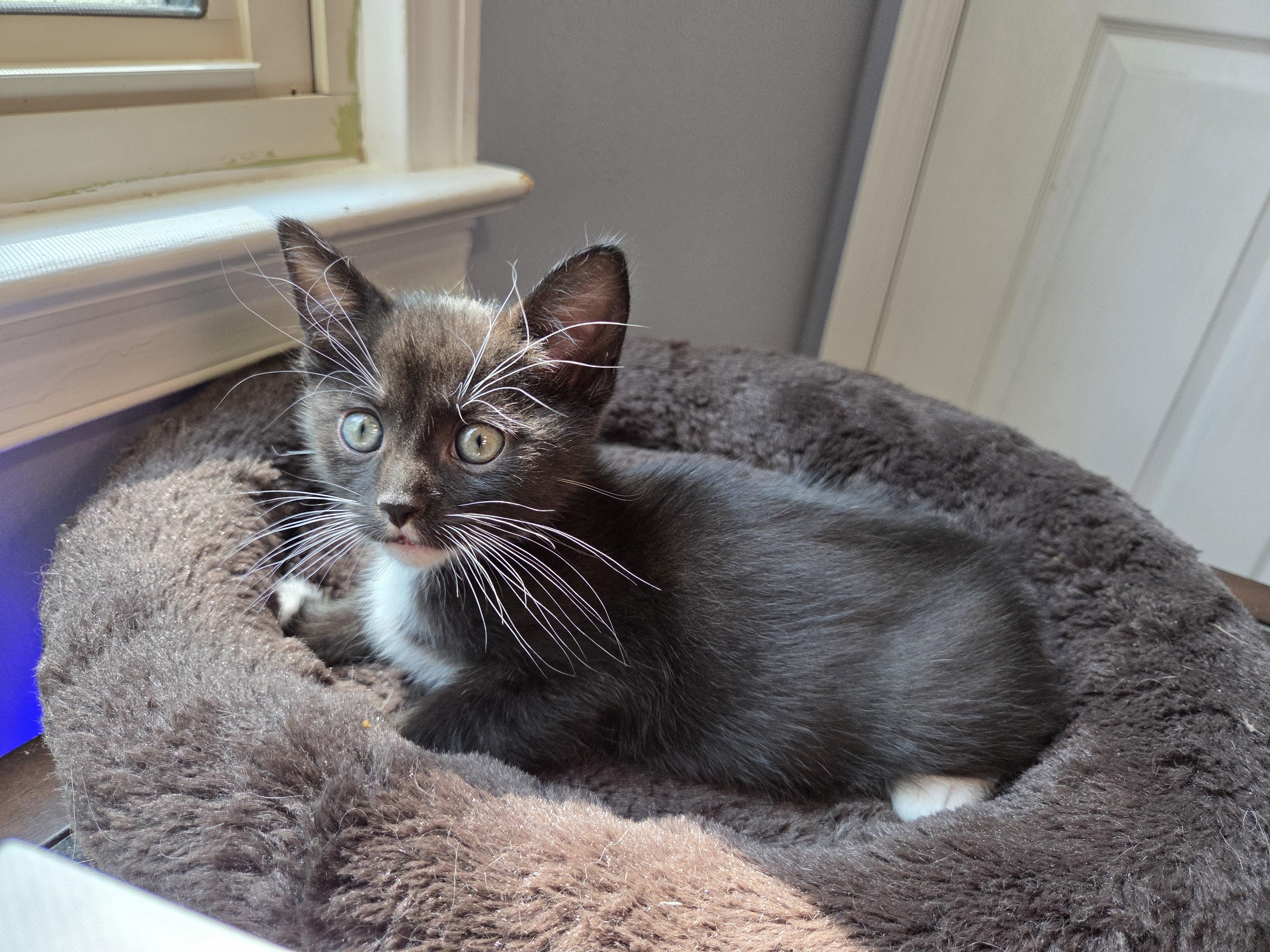 Annatto, Young Male Domestic Short Hair