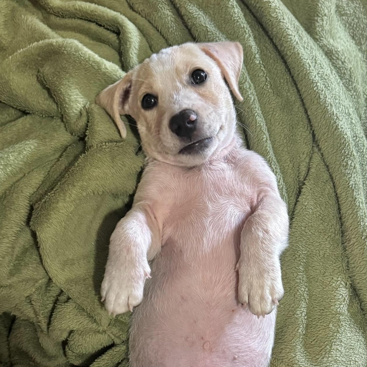 Enlarge Johnny Angel, a Adoptable mixed breed in Albany, NY image 4/4