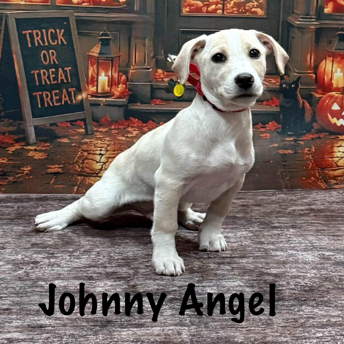 Johnny Angel, Adoptable, Puppy Male Hound & Spaniel.