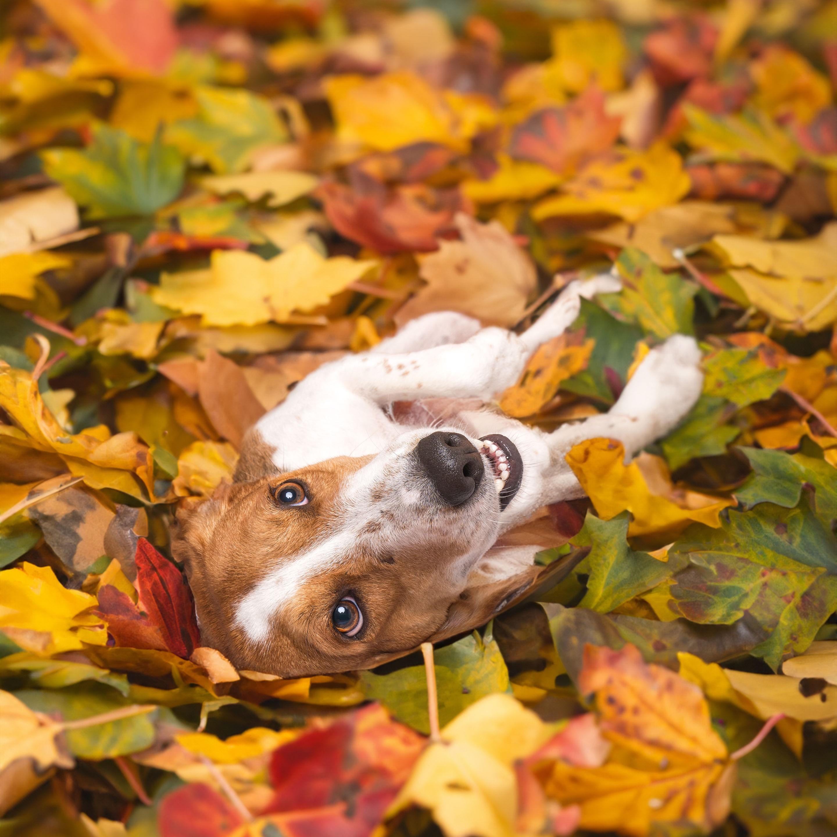 Enlarge Ferris, a Adoptable Beagle in Winnabow, NC image 1/6