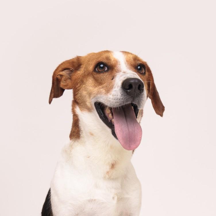 Enlarge Ferris, a Adoptable Beagle in Winnabow, NC image 4/6